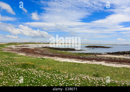 Fiori che crescono nei prati Machair sulla costa ovest. Traigh Iar beach Balranald North Uist Ebridi Esterne Western Isles della Scozia Foto Stock