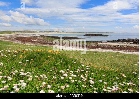 Fiori selvatici che crescono in Machair prateria sulla costa ovest. Traigh Iar beach Balranald, North Uist, Ebridi Esterne, Western Isles, Scotland, Regno Unito Foto Stock