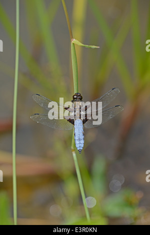 Ampio maschio corposo chaser (Libellula depressa) Foto Stock