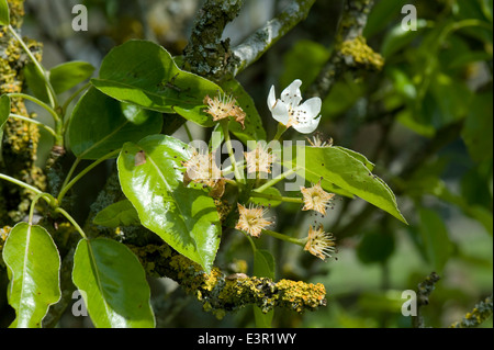 Fruitset e unico fiore su di un albero di pera dopo la caduta di petalo con foglie giovani in primavera Foto Stock
