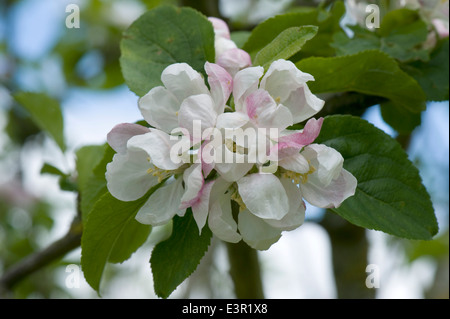 Apple Blossom e nuove foglie su un albero da frutto in primavera Foto Stock