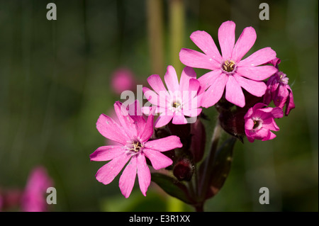 Red campion, Silene dioica, fioritura delle piante Foto Stock