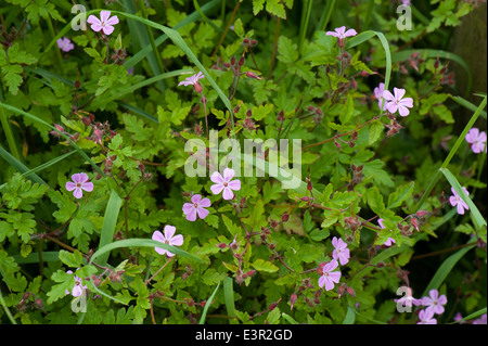 Herb Robert, Geranium robertianum, fioritura delle piante della massa di rifiuti e giardini Foto Stock
