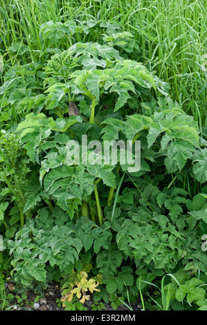 Un impianto di hogweed, Heracleum sphondylium, bold giardino weed crescente sulla massa di rifiuti Foto Stock