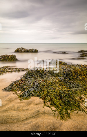 Alghe e rocce sulla spiaggia Porthmeor a bassa marea Foto Stock