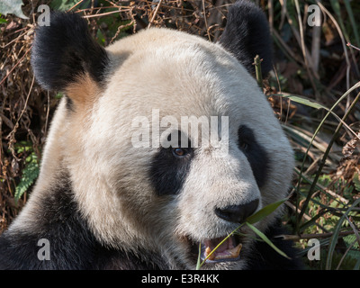 Panda gigante close-up, Bifeng Xia, nella provincia di Sichuan, in Cina Foto Stock