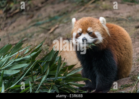 Panda rosso di mangiare le foglie di bambù, Panda Base di ricerca, Chengdu Cina Foto Stock