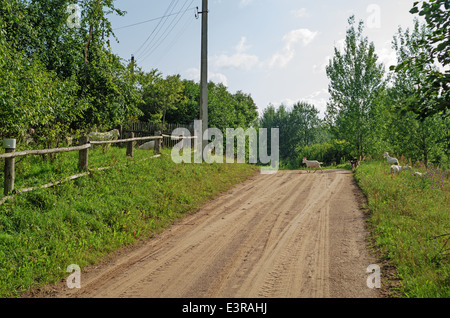 Capre sulla strada rurale Foto Stock