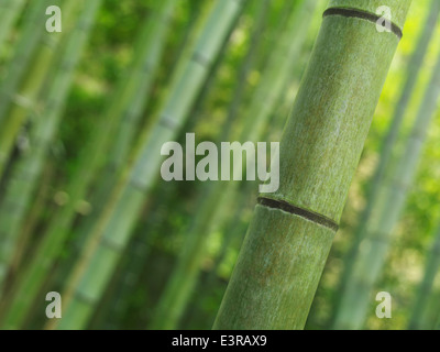 Primo piano di bambù verde stelo culm oltre il bosco di bambù sfondo. Arashiyama, Kyoto, Giappone. Foto Stock