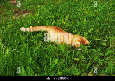 Orange Village cat ed erba verde Foto Stock