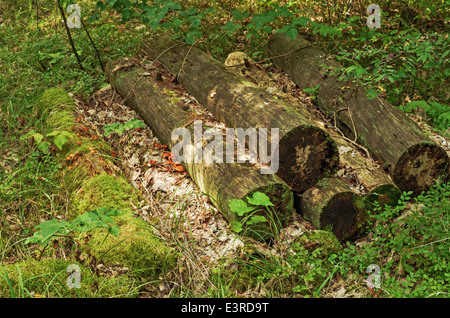 Tronchi degli alberi tagliati nel legno Foto Stock