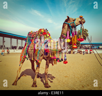 Vintage retrò hipster stile immagine di viaggio del cammello decorato a Pushkar Mela (Pushkar Camel Fair). Pushkar, Rajasthan, India Foto Stock