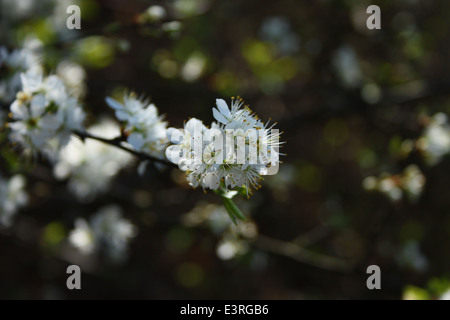 Prunus cerasifera fiori. Foto Stock