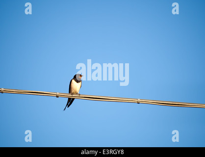 Swallow sul filo, cantando. Foto Stock