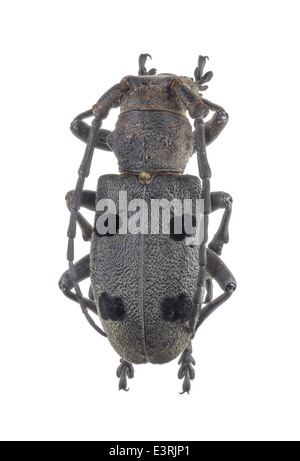 Coleoptera;; Cerambycidae Morimus funereus; femmina; Mulsant 1863; L: 60mm Foto Stock