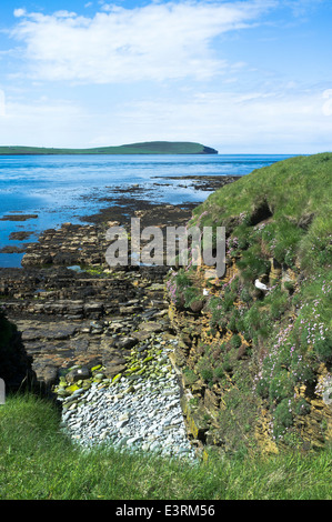 Dh ROUSAY ORKNEY vista di Orkney continentale Eynhallow Sound seacliff Fulmar uccelli nidificanti bird Foto Stock