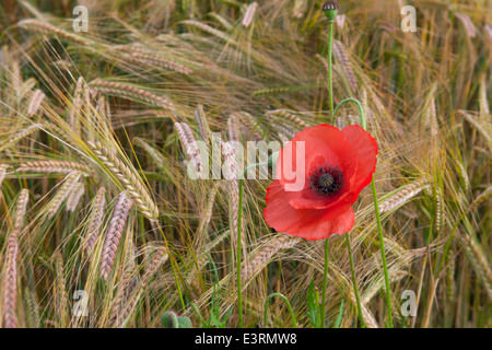 Campo di papavero Papaver rhoeas crescente nel raccolto di orzo Foto Stock