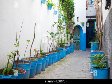 Strada stretta con houseplants nella vecchia Medina. Tangeri, Marocco Foto Stock