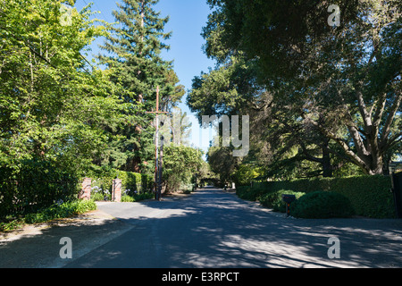 Shady lane in una giornata di sole, Atherton, California Foto Stock