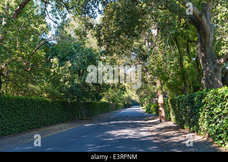 Shady lane in una giornata di sole, Atherton, California Foto Stock