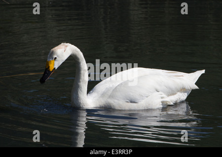 Bewick's Swan (Cygnus columbianus bewickii) Foto Stock