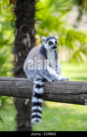 Lemuri catta, bug cat, mangiare e giocare a giochi in uno zoo Foto Stock