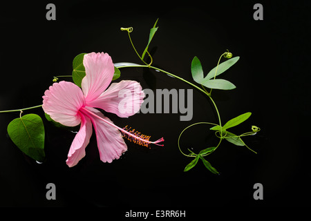 Spa concept di fioritura ibisco rosa, verde di passiflora viticcio sull'acqua, primo piano Foto Stock