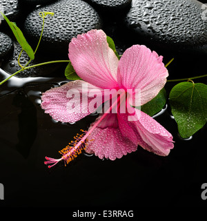 Spa concept di fioritura ibisco rosa, verde di passiflora viticcio zen e pietre con gocce, riflessione sull'acqua, primo piano Foto Stock