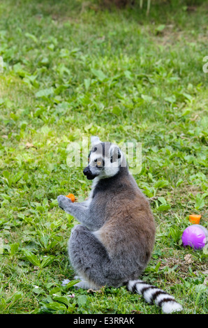 Lemuri catta, bug cat, mangiare e giocare a giochi in uno zoo Foto Stock