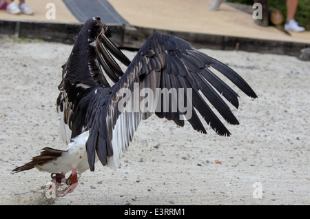 Uccelli rapaci in uno zoo, volare e mangiare Foto Stock