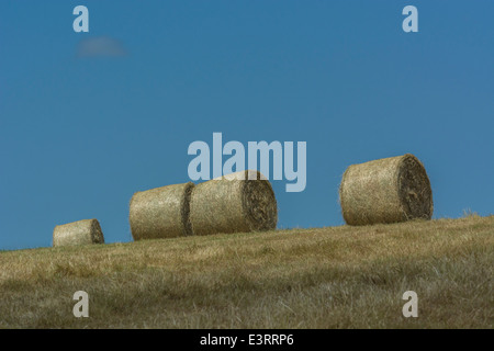 Balle di fieno raccolto paglia (come opposto a quello del raccolto di cereali). Foto Stock