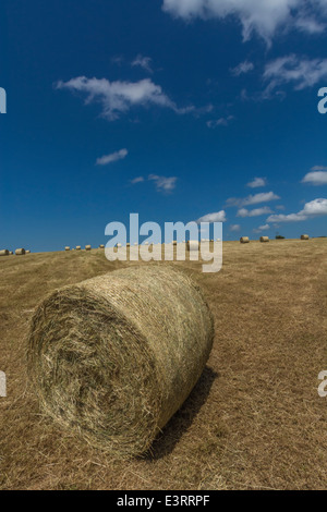 Balle di fieno raccolto paglia (come opposto a quello del raccolto di cereali). Focus sulla parte anteriore della balla. Foto Stock