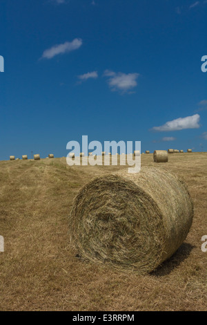 Balle di fieno raccolto paglia (come opposto a quello del raccolto di cereali). Focus sulla parte anteriore della balla. Foto Stock