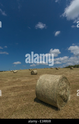 Balle di fieno raccolto paglia (come opposto a quello del raccolto di cereali). Focus sulla parte anteriore della balla. Foto Stock