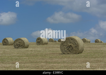 Balle di fieno raccolto paglia (come opposto a quello del raccolto di cereali). Foto Stock