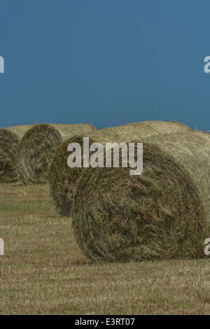 Balle di fieno raccolto paglia (come opposto a quello del raccolto di cereali). Focus sulla parte anteriore della balla. Foto Stock