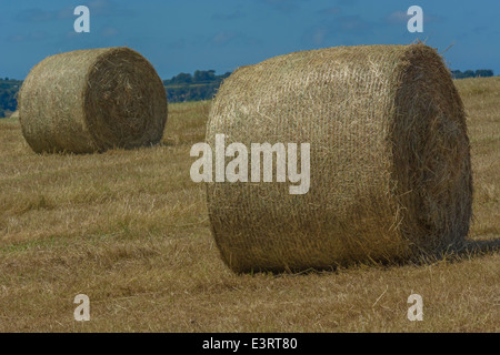 Balle di fieno raccolto paglia (come opposto a quello del raccolto di cereali). Foto Stock