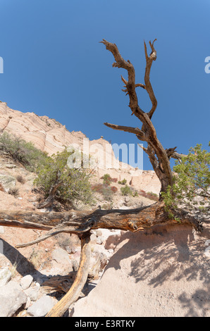 Una vista della montagna formazioni di roccia a tenda Kasha-Katuwe Rocks National Monument, Nuovo Messico, Stati Uniti d'America. Foto Stock