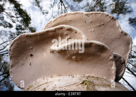 Staffa di betulla: Piptoporus betulinus, o un rasoio Strop; una staffa polyporous funghi cresce su un argento betulla nel bosco in inglese Foto Stock