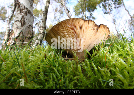 Funghi cresce in una radura di muschio sotto silver birch tress nel Parco Nazionale di Peak District, DERBYSHIRE REGNO UNITO Inghilterra Foto Stock