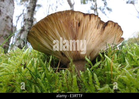 Funghi cresce in una radura di muschio sotto silver birch tress nel Parco Nazionale di Peak District, DERBYSHIRE REGNO UNITO Inghilterra Foto Stock