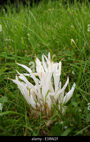 Un intrico di Fairy dita (Clavaria fragilis) cresce in pascoli nel Peak District, Derbyshire, Regno Unito Foto Stock