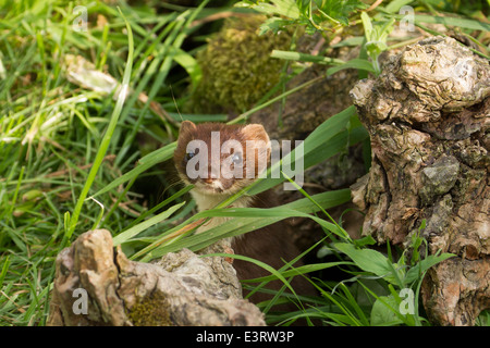 Ermellino {Mustela erminea} aka Ermellino quando in inverno la pelliccia Foto Stock