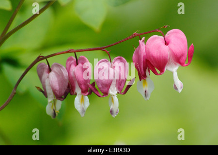 Un arco di rosa cuore di sanguinamento (Lamprocapnos spectabilis) in fiore in un giardino inglese border in una calda giornata estiva, UK Dicentra Foto Stock