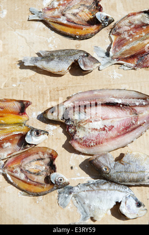 Pesce salato essiccazione su cartone in sun Nordeste brasile Foto Stock