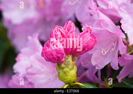 Rhododendron 'Hatsu-giri' Fiori. Foto Stock