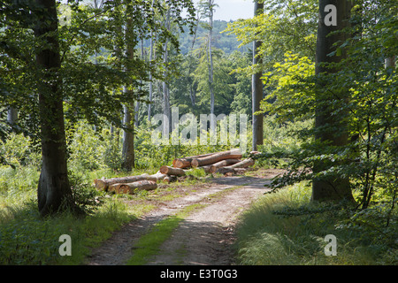 Modo nella foresta di primavera in Piccoli Carpazi - Slovacchia Foto Stock