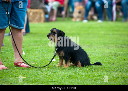 Fiera di paese/estate fete. Foto Stock