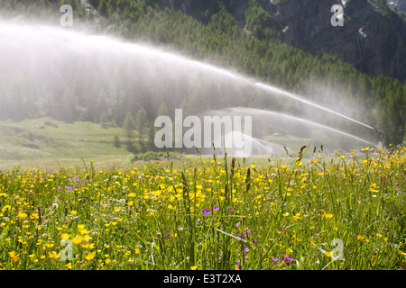 Parco Nazionale del Gran Paradiso Foto Stock
