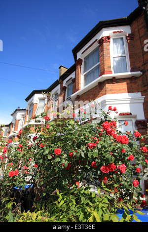 Belle case di Londra con rose rosse Foto Stock